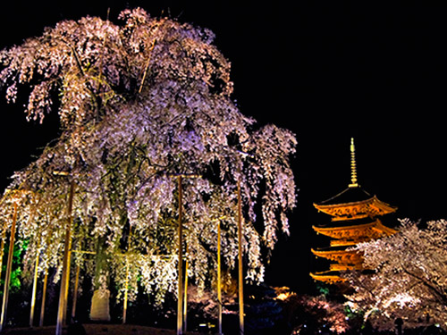 東寺の桜のイメージ