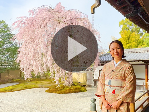 京都春の旅（高台寺編）早朝拝観