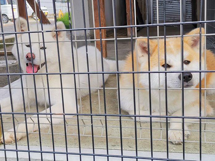 日本の魅力を探そう 秋田犬会館 近畿日本ツーリスト Go To トラベルキャンペーンで北海道 東北の笑顔 元気になれるスポットへ行こう 近畿日本ツーリスト 日本の魅力を探そう 秋田犬会館 近畿日本ツーリスト Go To トラベルキャンペーンで北海道 東北の笑顔 元気になれるスポットへ行こう 近畿日本ツーリスト