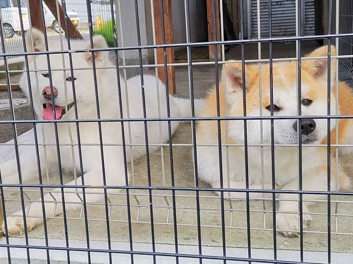 日本の魅力を探そう 秋田犬会館 近畿日本ツーリスト Go To トラベルキャンペーンで北海道 東北の笑顔 元気になれるスポットへ行こう 近畿日本ツーリスト