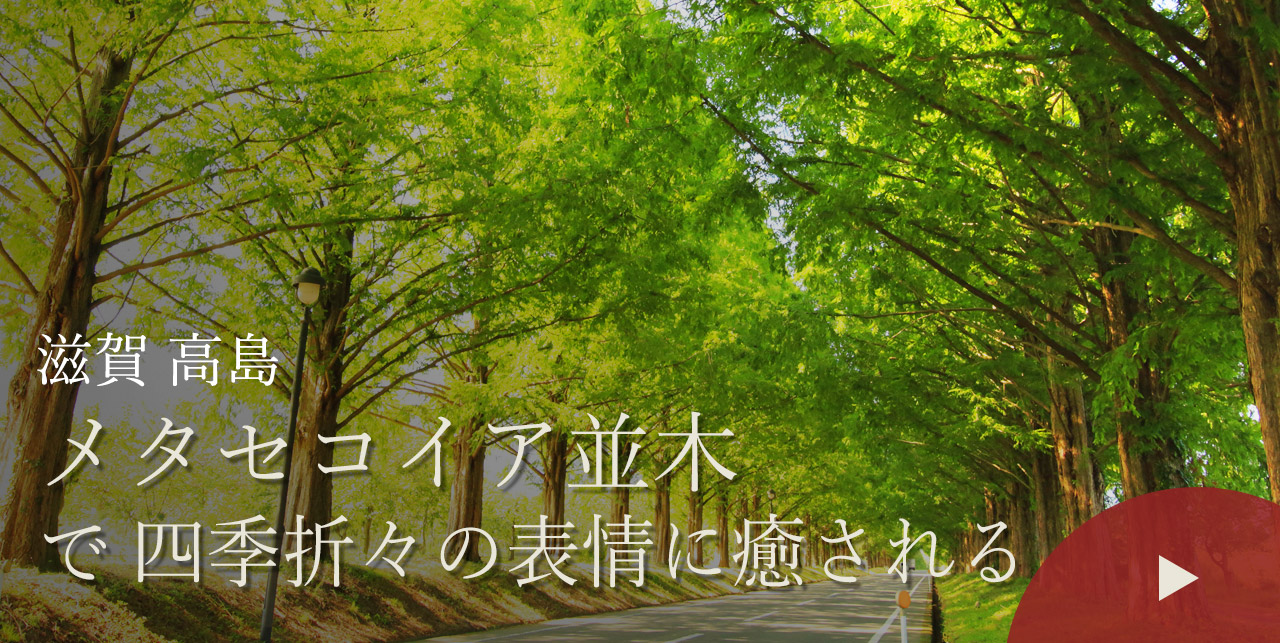 滋賀 高島　メタセコイア並木で四季折々の表情に癒される