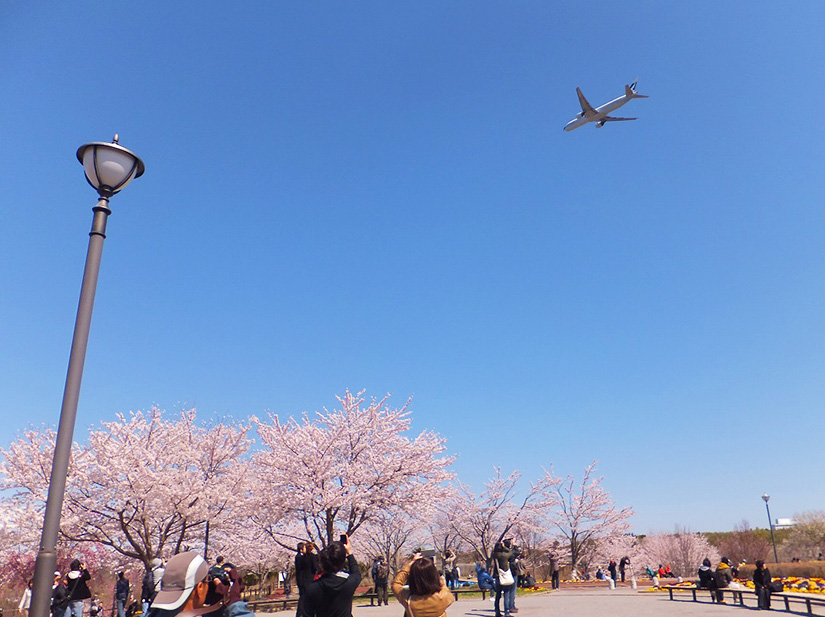 キャセイパシフィック航空と桜