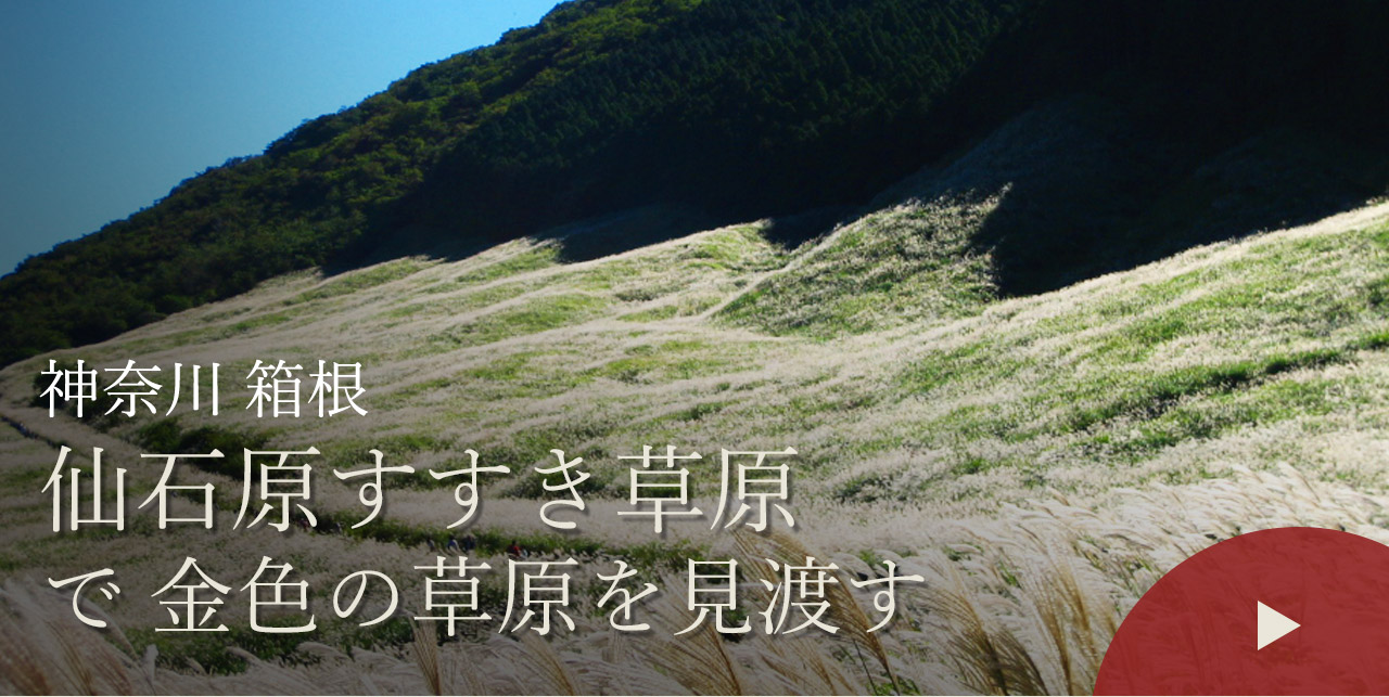 神奈川 箱根　仙石原すすき草原で金色の草原を見渡す
