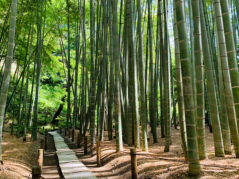 日本の魅力を探そう 報国寺 近畿日本ツーリスト Go To トラベルキャンペーンを利用して関東で贅沢気分を味わおう 近畿日本ツーリスト