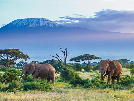 アフリカ特集 観光地図 イチ押しツアー 近畿日本ツーリスト