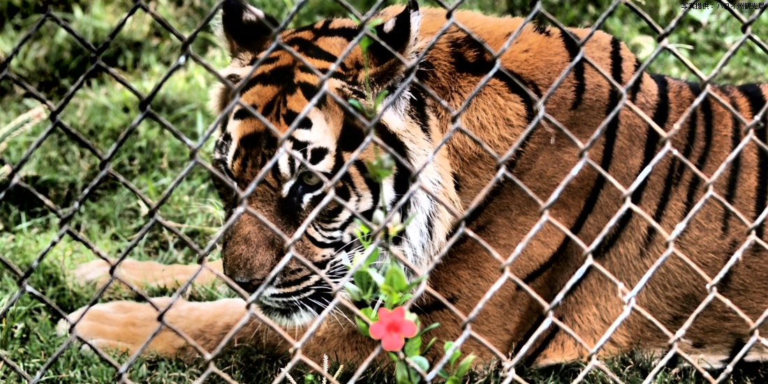ホノルル動物園のトラ