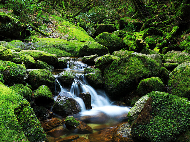 屋久島ツアー特集