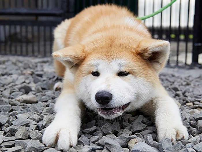 観光情報サイト みちしるべ 東北 秋田 近畿日本ツーリスト