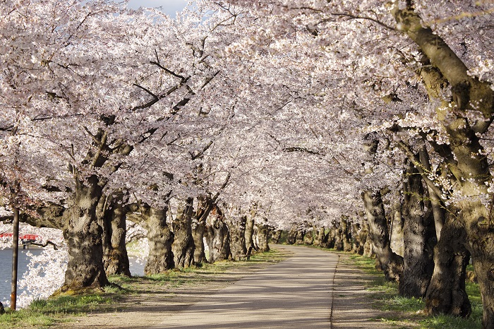 桜のトンネル