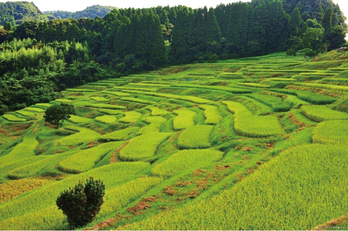 大山千枚田　写真提供：（公社）千葉県観光物産協会