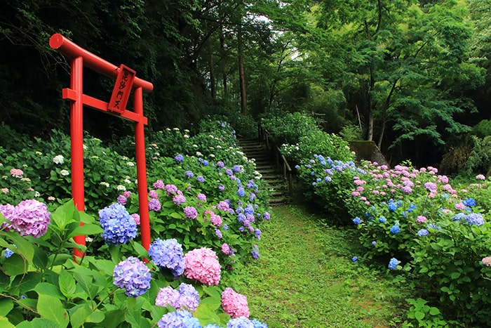 八塩あじさいの里