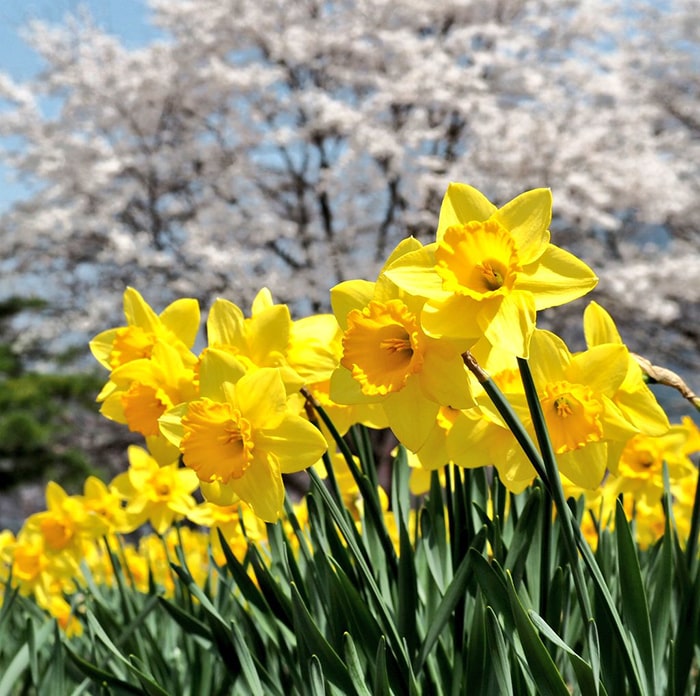 岩井親水公園