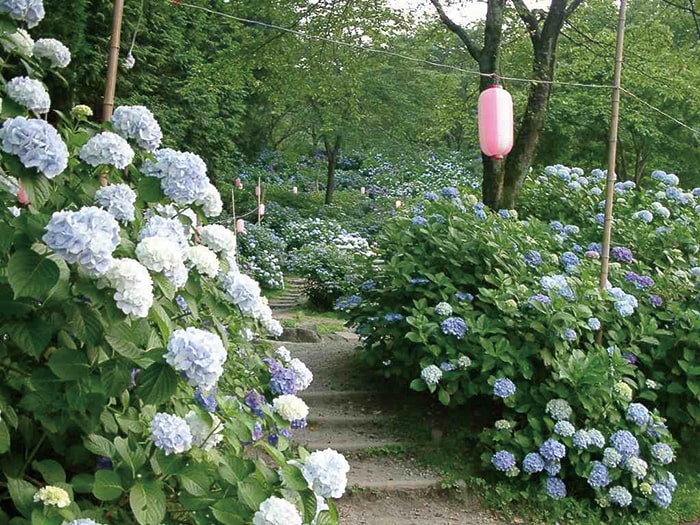 小野池あじさい公園