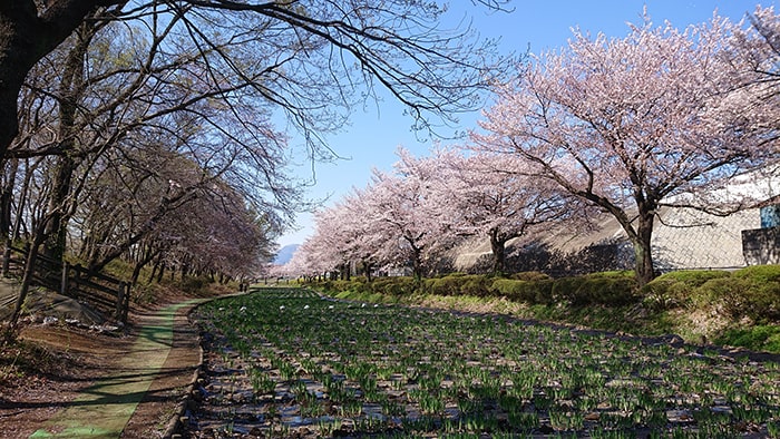 赤堀花しょうぶ園