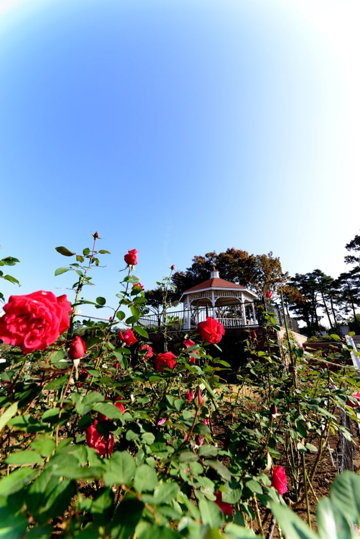 敷島公園門倉テクノばら園