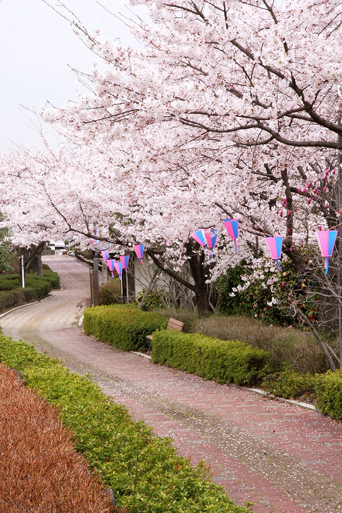 明和町桜並木