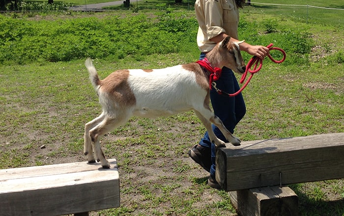 動物とのふれあいや写真撮影が好評