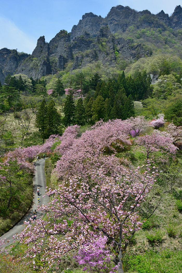 県立森林公園 さくらの里