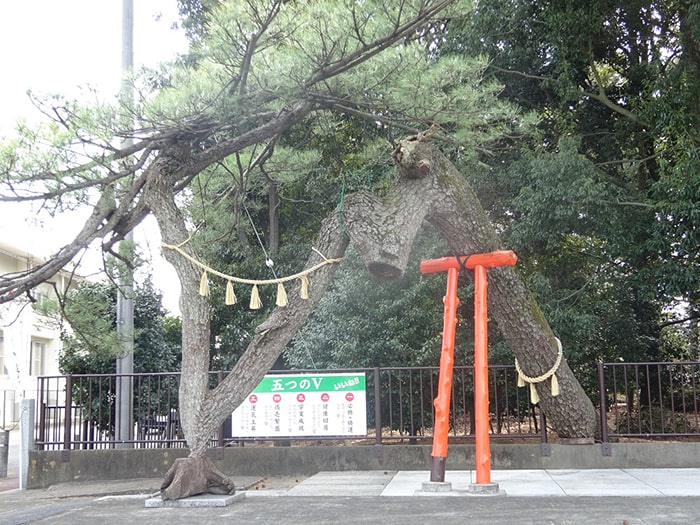 玉村八幡宮::昇龍・勝運の松