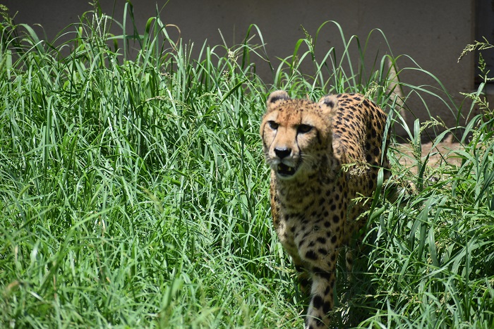 群馬サファリパーク