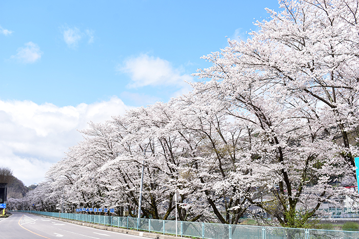 三原の桜並木