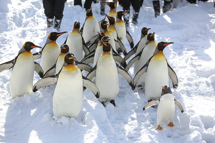 ペンギンの散歩　写真提供：旭川市旭山動物園