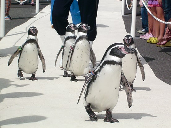 ペンギンのお散歩タイム