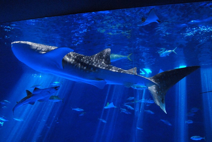 いおワールドかごしま水族館