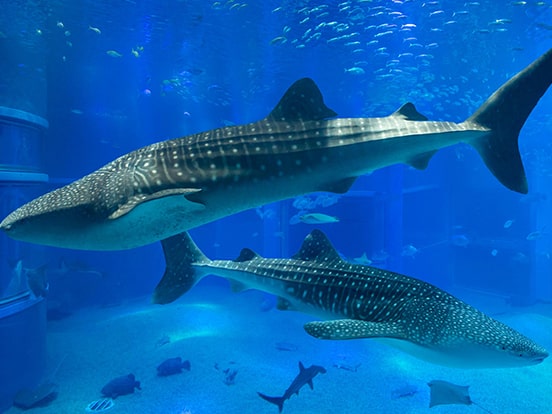 海遊館　ジンベエザメ