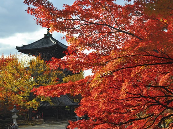 （11月頃）　写真提供：真正極楽寺