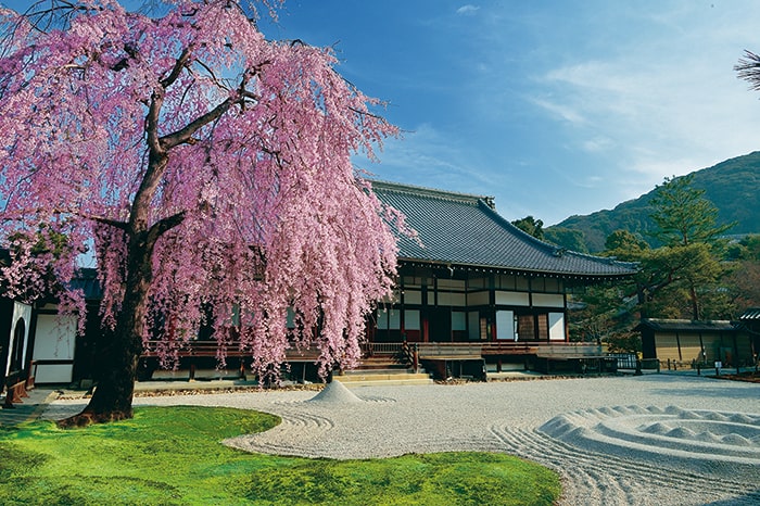 高台寺波心庭の枝垂桜（4月頃）　写真提供：高台寺