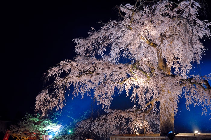 円山公園の夜桜　Ⓒ株式会社グラフィック
