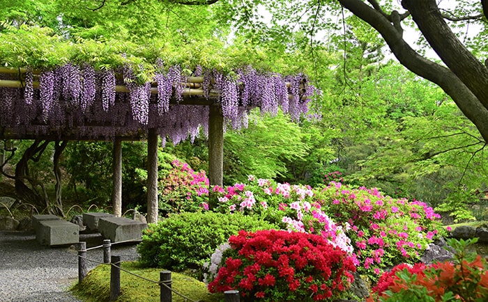 神苑 室町の庭 藤と躑躅