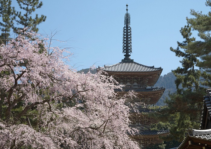 五重塔と桜