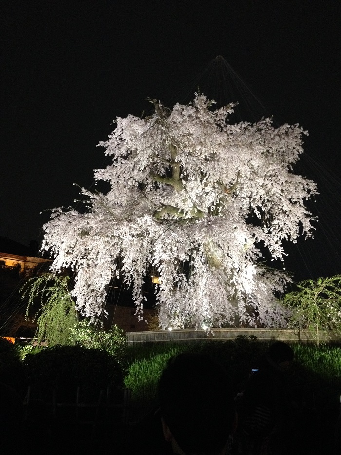 円山公園の夜桜　Ⓒ京都市