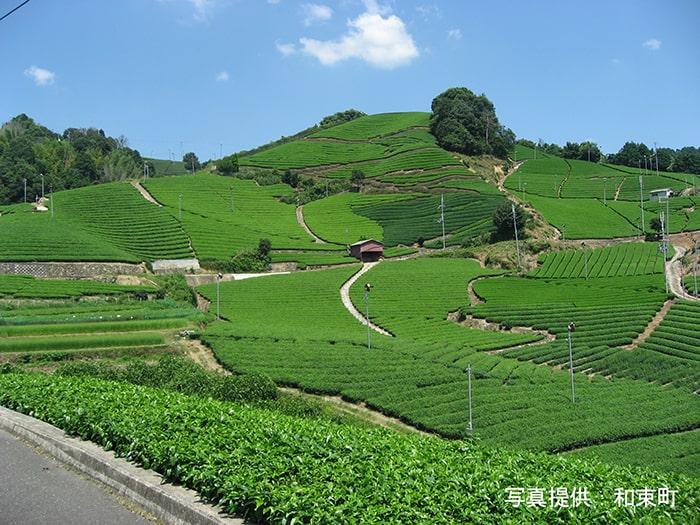 石寺の茶畑