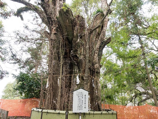 清正公お手植えの樹　写真提供：加藤神社