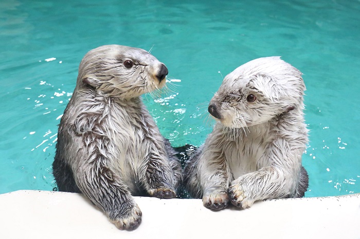 鳥羽水族館　ラッコ(メイとキラ)