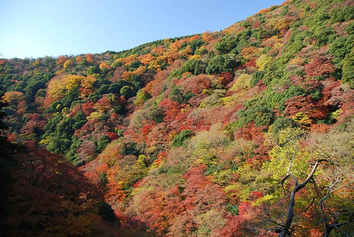 明治の森 箕面国定公園