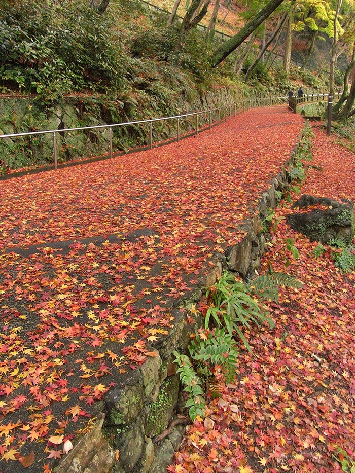 明治の森 箕面国定公園