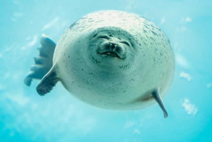 海遊館　ワモンアザラシ