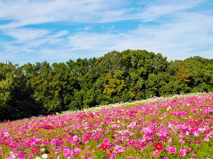 万博記念公園