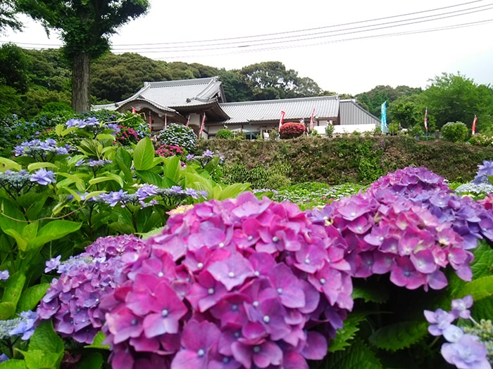 天空のあじさい寺 大聖寺