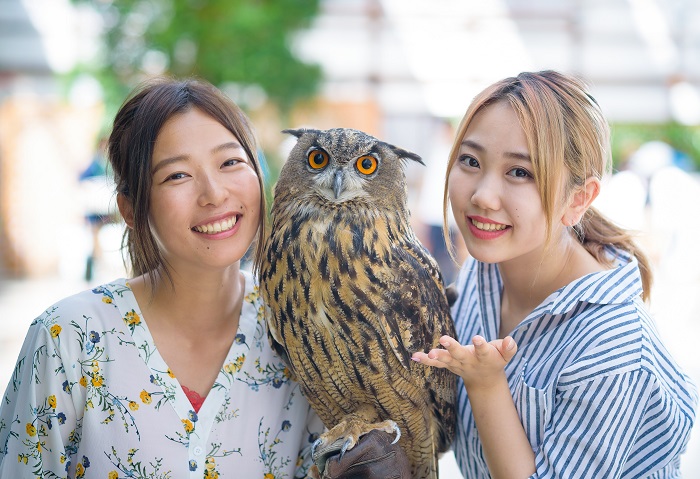 掛川花鳥園　大型ミミズク