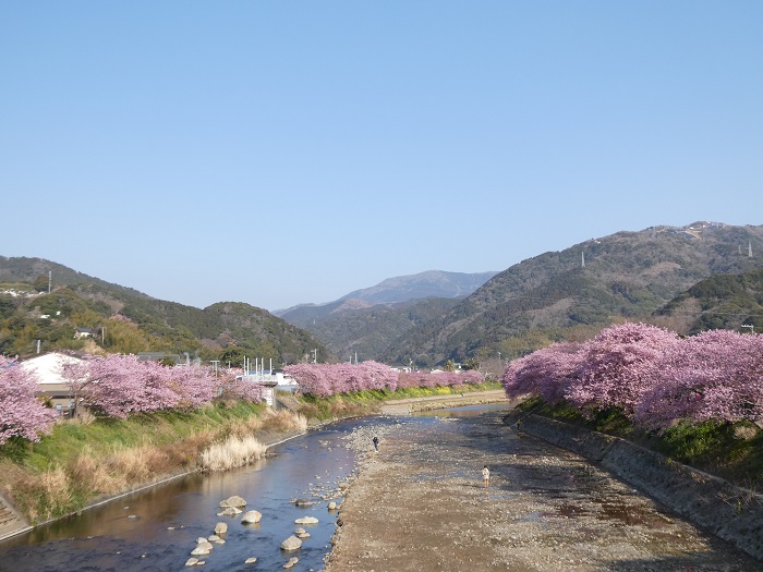 河津桜　写真提供：静岡県観光協会