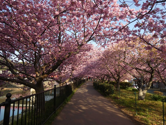 河津桜　写真提供：静岡県観光協会