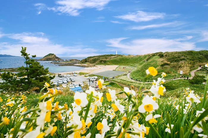 爪木崎の水仙　写真提供：静岡県観光協会