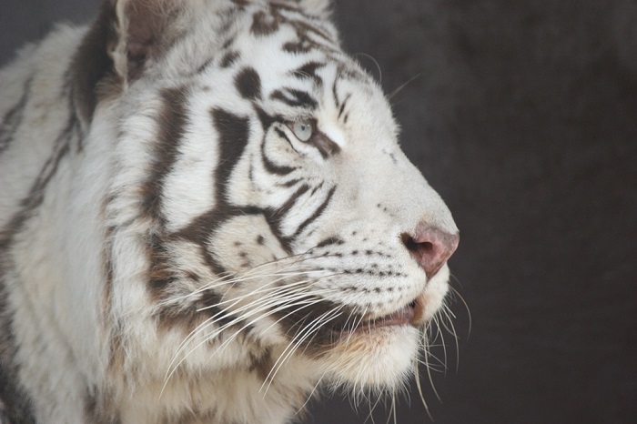 秋吉台自然動物公園 サファリランド