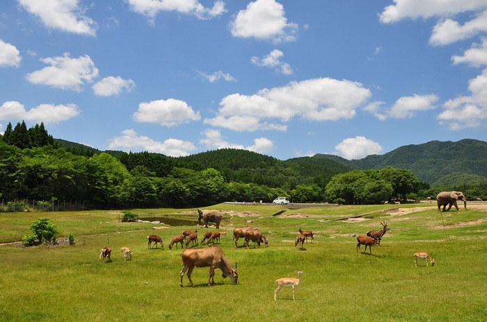 秋吉台自然動物公園 サファリランド