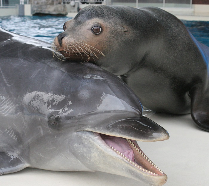 下関市立しものせき水族館 海響館